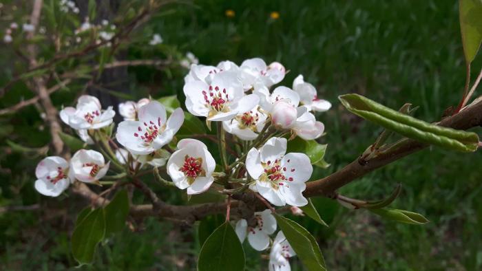 The blooming apple trees - a sight not to be missed!