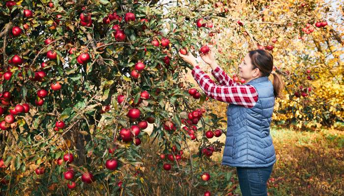 La récolte de pommes...un travail très délicat !  